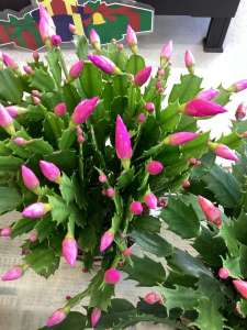 シャコバサボテン販売中です♪