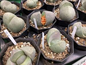 冬は多肉植物が美しい季節。