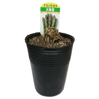 アスパラガス 苗 10.5cmポット苗