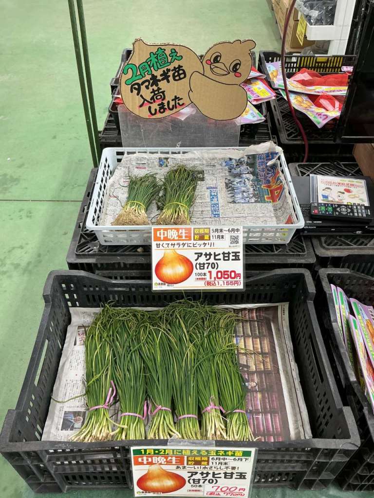2月植えのタマネギ苗入荷しました🧅
