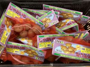 春馬鈴薯種子続々入荷中です！