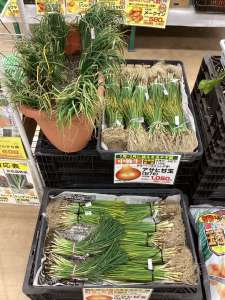 ２月植え玉ねぎ苗🧅入荷中！