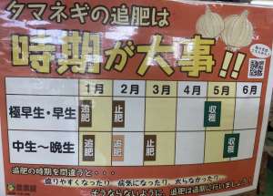 タマネギの追肥の時期ですよ
