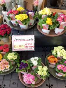 新しいお花が入荷しました