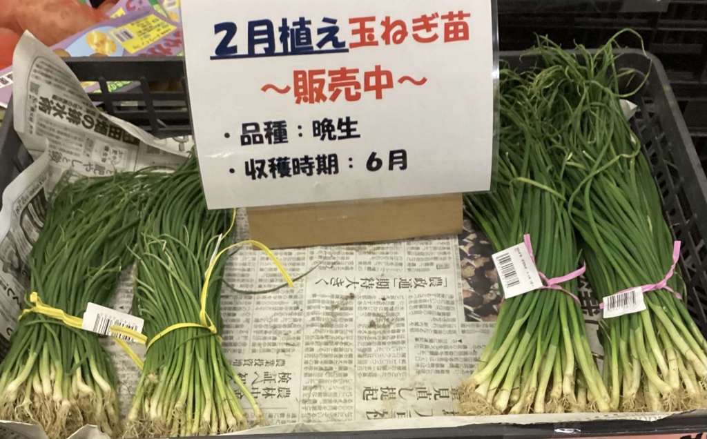 2月植えのタマネギ入荷中です！