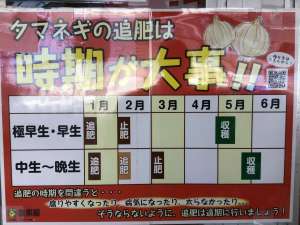 玉ねぎの追肥の時期です！