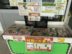 2月植えのタマネギ苗ご予約承り中‼️