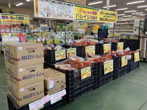 春バレイショ種子　販売中‼️