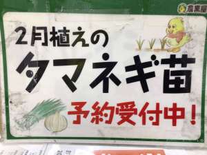 ２月植え玉ねぎ予約受付中‼️