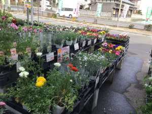 新年🌺初セリ💐