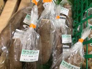 🍠ヤーコン入荷してます🍠