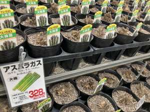 アスパラガス大株が入荷しました！