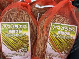 アスパラガス素掘り苗が入荷しました！