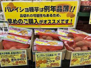 バレイショ種芋各種入荷中！