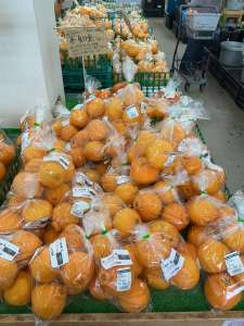 不知火入荷してきました！