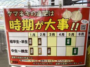 玉ねぎ苗に追肥、水やり💧をしましょう！