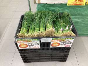 玉ねぎ苗を入荷しました‼️