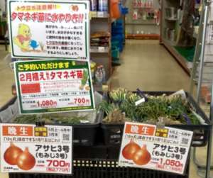2月植え玉ねぎ苗入荷