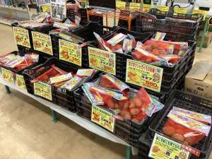 馬鈴薯種子好評販売中！！