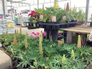 ルピナス苗が入荷！！