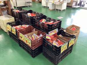 春馬鈴薯の植え付け時期本番！！