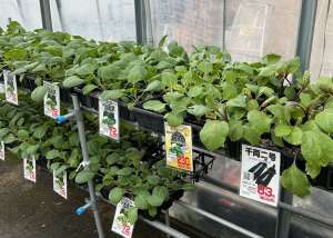 夏野菜苗の入荷がはじまります。