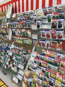 夏野菜の種が続々入荷しています