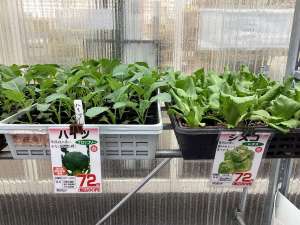 野菜苗入荷しました