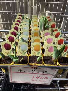 🌷新入荷のご案内🌷