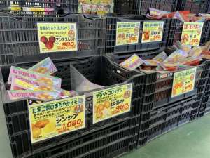 春バレイショの植え時期です‼️