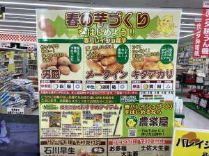 2月はジャガイモ植え付けのベストシーズン！失敗しない育て方のコツとおすすめ品種3選
