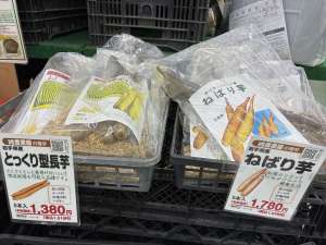 長芋類の種芋の入荷が始まりました！