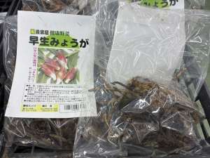 ミョウガの種（根っこ）が入荷しました！