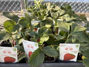 明日からセール！いちご苗が限定入荷予定！