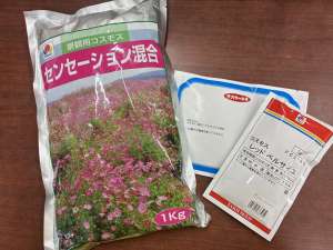 店頭にない商品もお取り寄せ致します！コスモス種子大袋のご紹介！