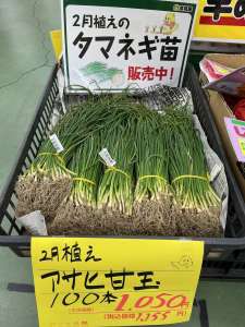 2月植えの玉ねぎ苗が入荷しました！