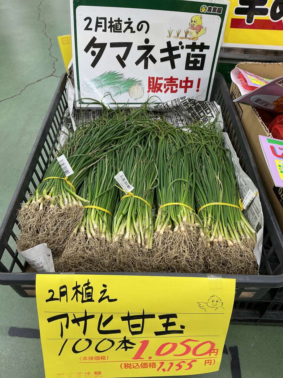 2月植えの玉ねぎ苗が入荷しました！