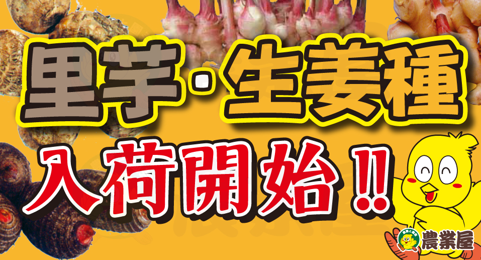 里芋・生姜種入荷開始！