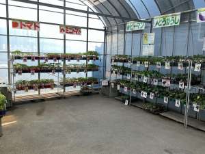 春野菜苗、続々と入荷中！！