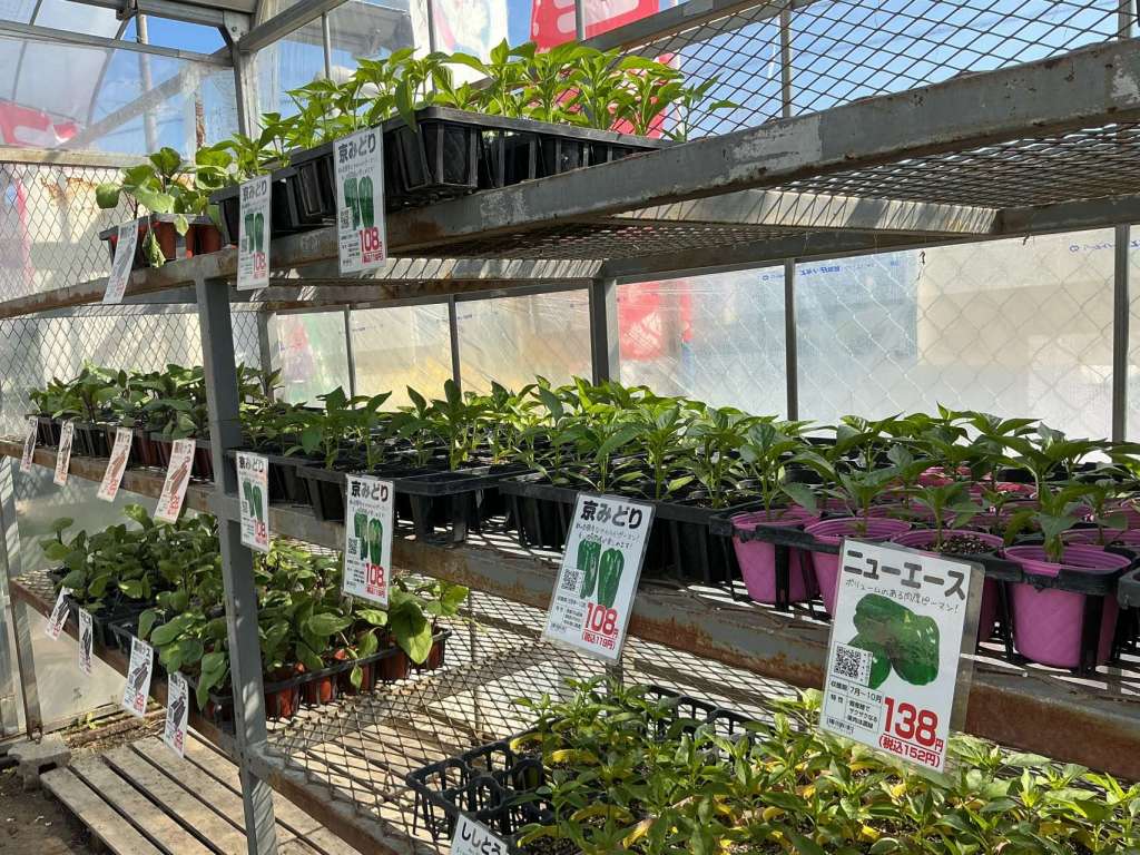 🌱夏野菜苗が入荷しました🌱
