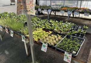 夏野菜苗入荷開始！