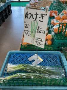地元農家さんよりわけぎが入荷してきました！
