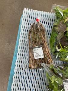 つくし､カラマンダリンが入荷してきました！