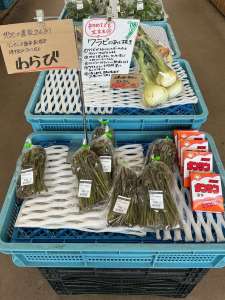 わらび､タラの芽が入荷してきました！