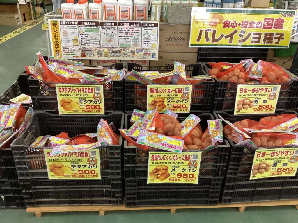 馬鈴薯種子販売中！