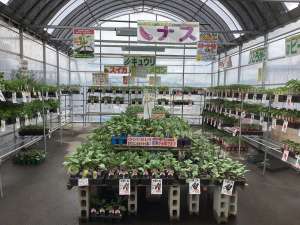 夏野菜の苗どんどん入荷中‼️