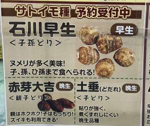 里芋種商品ご紹介！