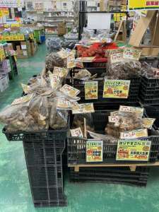 生姜種続々入荷中！