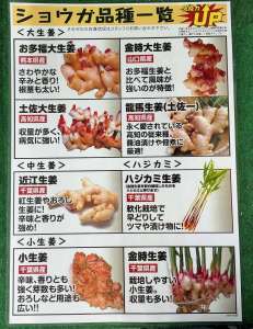 生姜の種芋のご準備を！