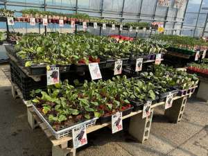 🌸春野菜苗🌸続々入荷中‼️